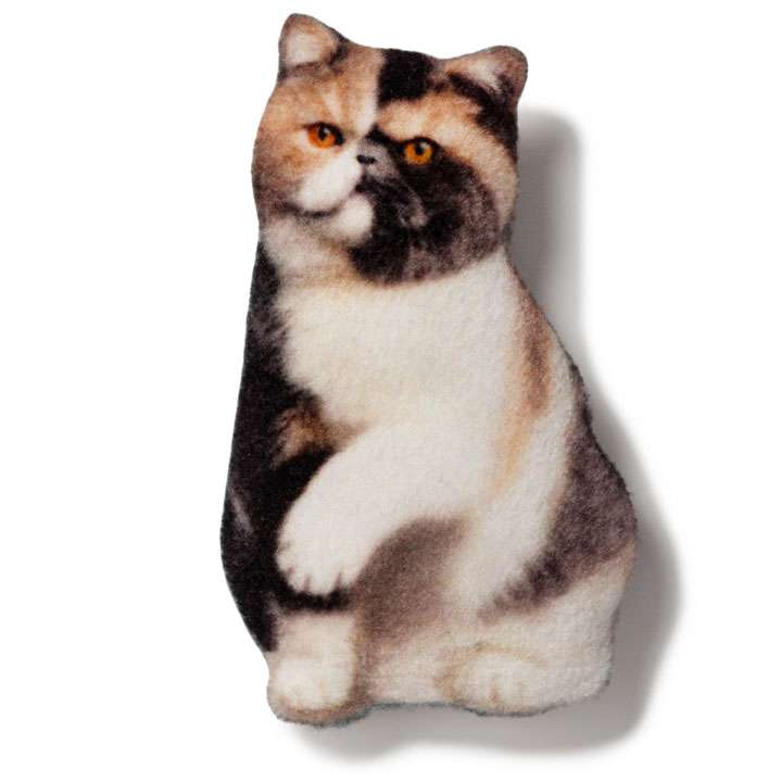 Магніт Екзотична короткошерста кішка - фото 1