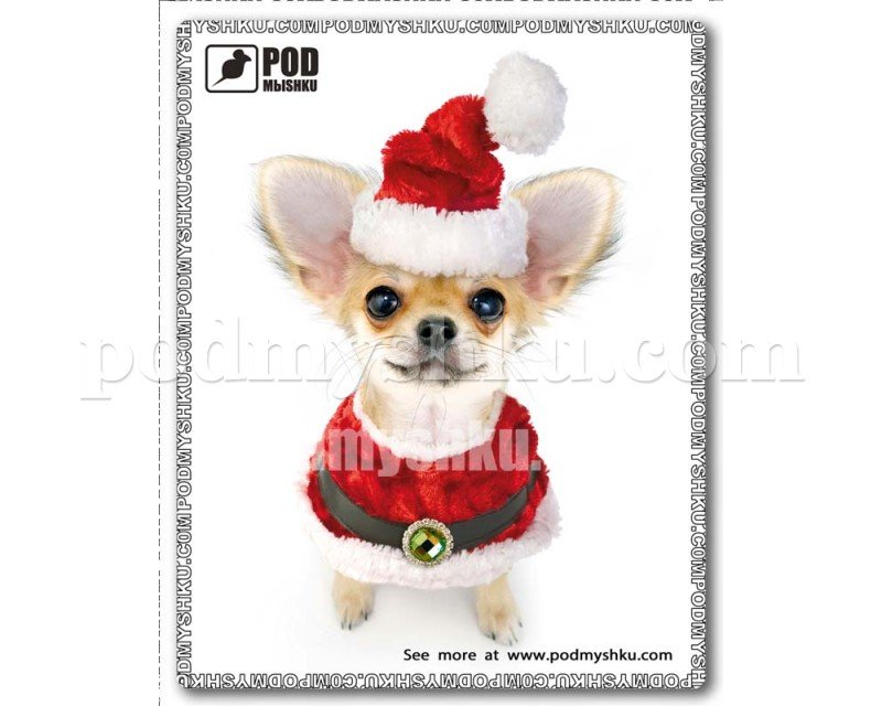 Комп'ютерний килимок Чихуахуа недорого в інтернет-магазині ТМ Podmyshku