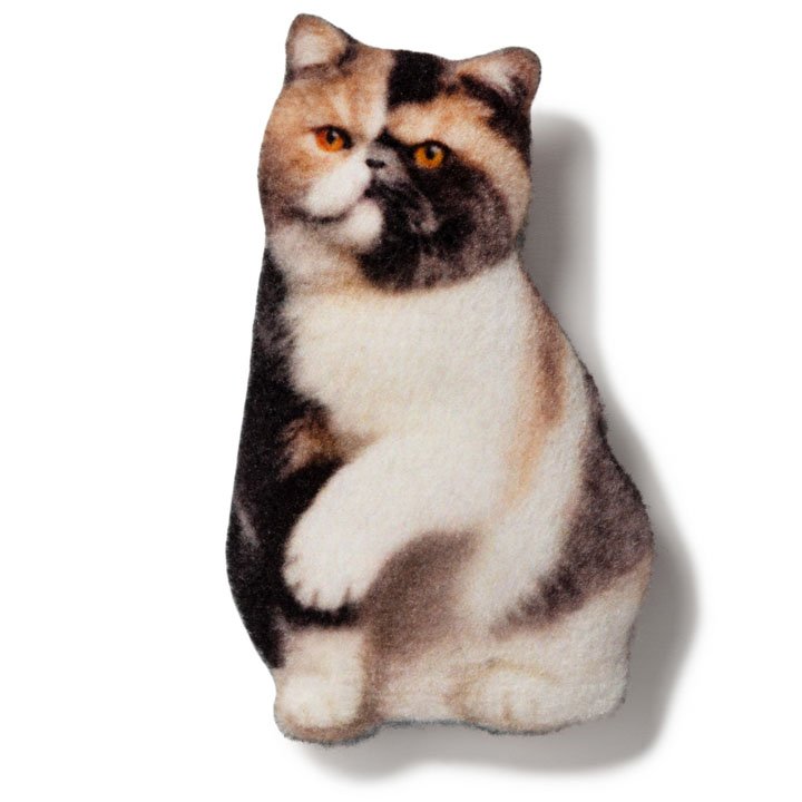 Магніт Екзотична короткошерста кішка