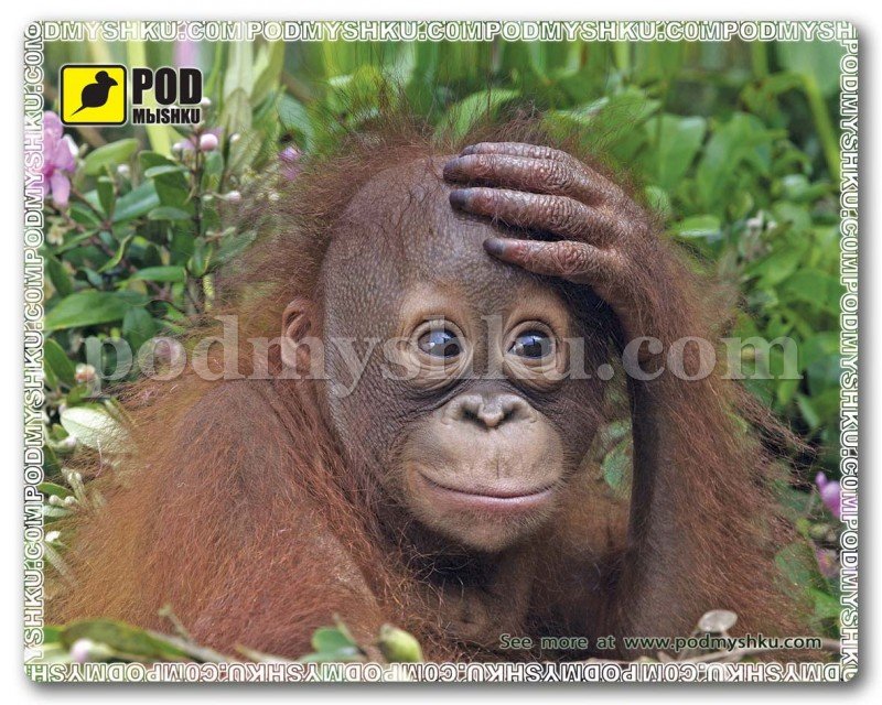 Комп'ютерний килимок Орангутанг онлайн з доставкою