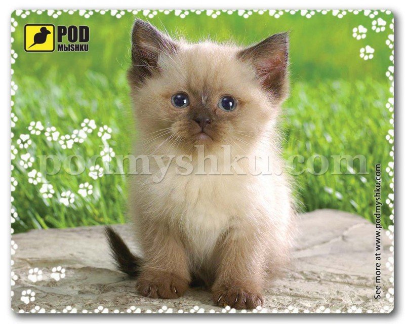 Замовити килимок для миші Сіамський Котик дешево онлайн з доставкою в Україну